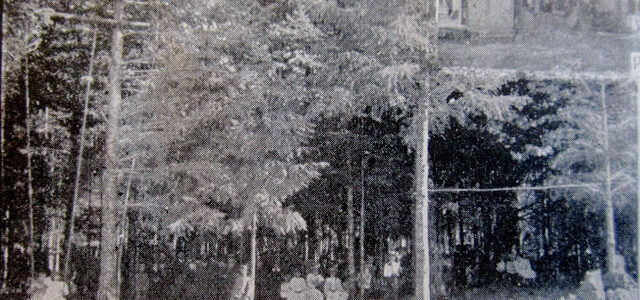 Image of lots of trees there are people on large swing, sitting down and at least one person leaning against a tree. The image was very small from within a book. Even with the best scan hard to make anything out. Text "Picnic Grounds, Cedar Grove, St. Johns Line