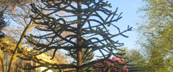 Fun Fact #26 The seedlings of Portland’s Heritage Monkey Puzzle Trees citywide can trace their origins to what Slabtown Event?