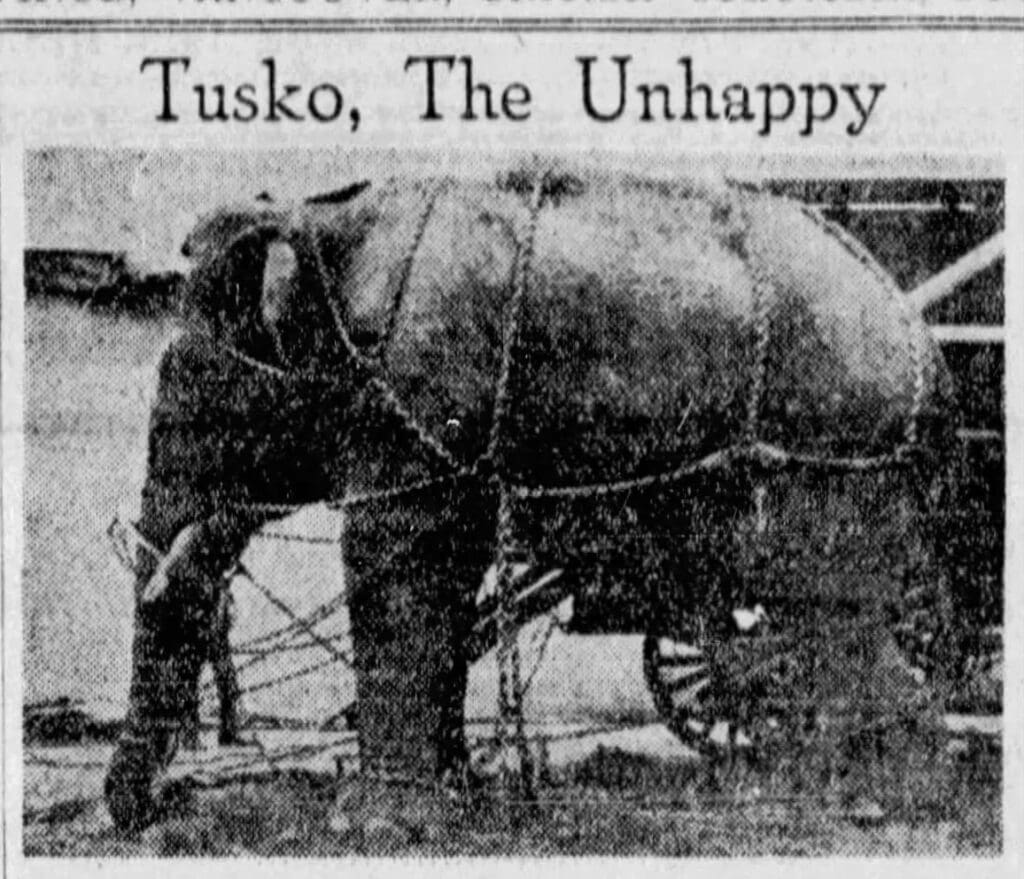Image of Tusko Tied up headline "Tusko, The Unhappy