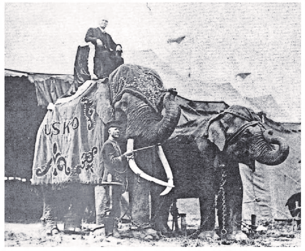 Tusko in 1922 Image of two elepants with what might be circus tents. A male is riding Tusko