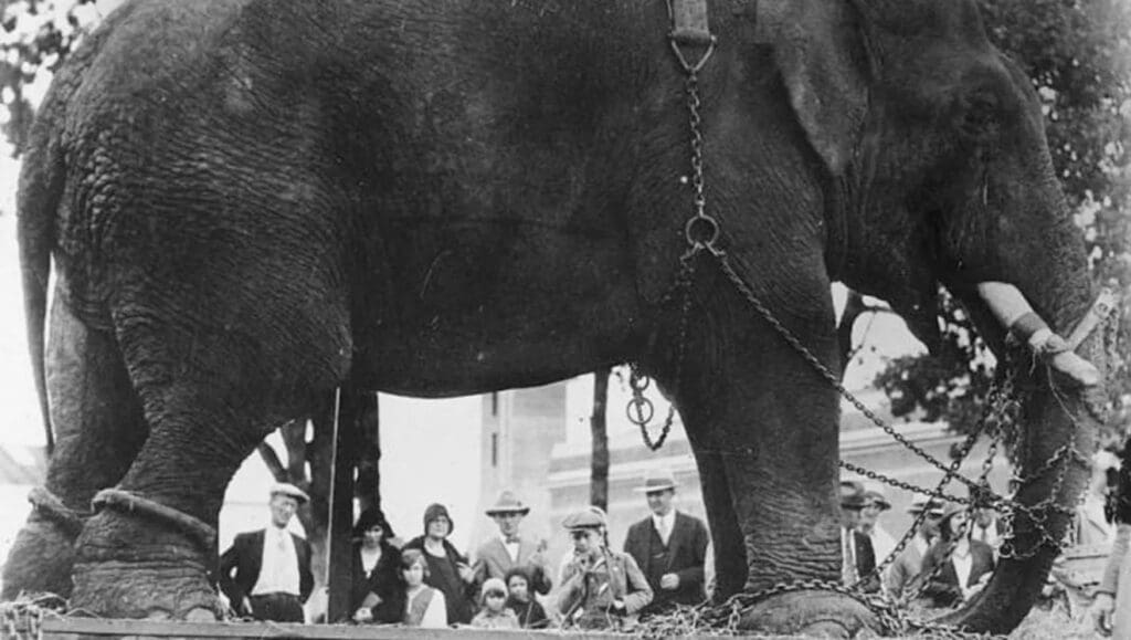 you see a bunch of people from the ground view between his legs he is chained up.