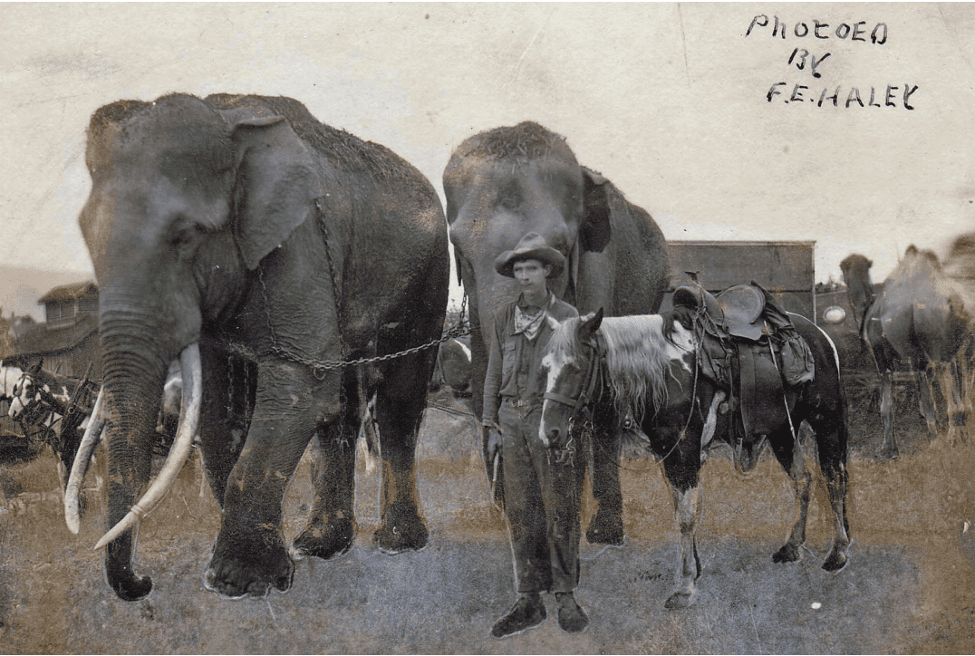 Two elephants in the lead, with circus employees. One handler is holding the reins of a horse. Tusko the elephant is on the left I know its him because of his massive horns.