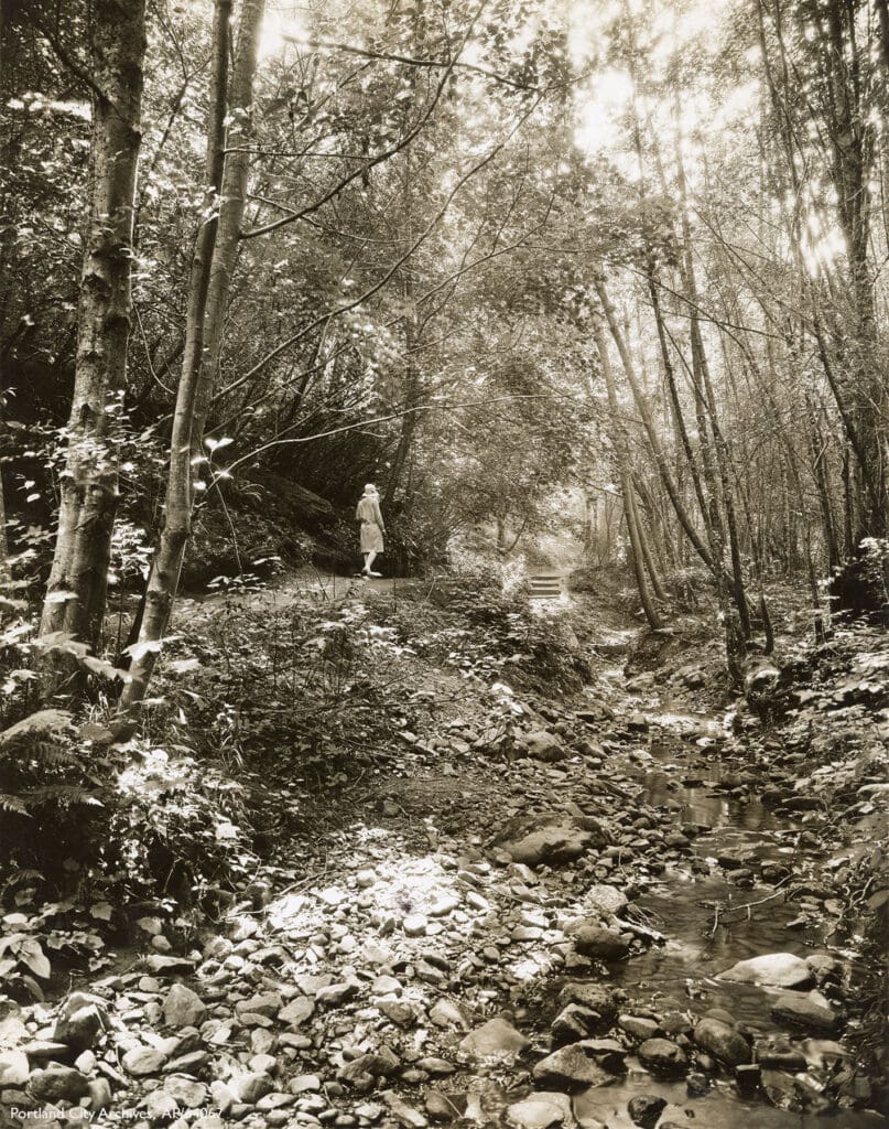 a brown toned image of a creek bed lots of rocks and a forest of narrown trunked young fir trees c.1905